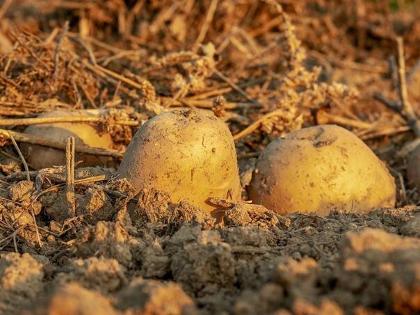 Jako važna stvar za baštovane: Napravite ovo da vaš krompir ne postane otrovan