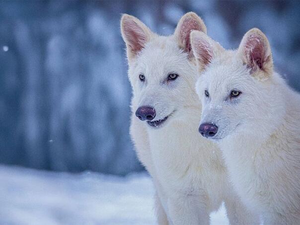Naučnici ‘oživjeli’ izumrlu vrstu vuka, nadziru ih na posebnoj lokaciji