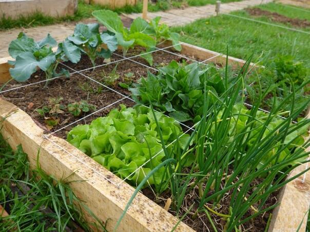 Pravo je vrijeme za rad u bašti, znate li šta se sada sije i sadi?