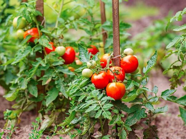 Evo kako uzgojiti sigurno dobar i ukusan paradajz
