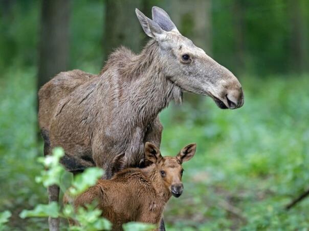Švedska: Završen višesedmični prenos uživo velike migracije losova