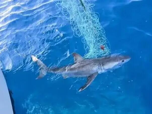 Velika bijela psina hara Jadranom, stručnjak: ‘Dolaze zbog hrane’