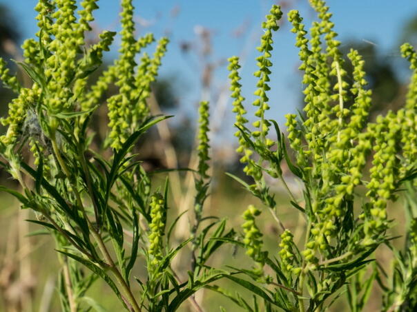 INZ: Ambrozija prijeti zdravlju i poljoprivredi