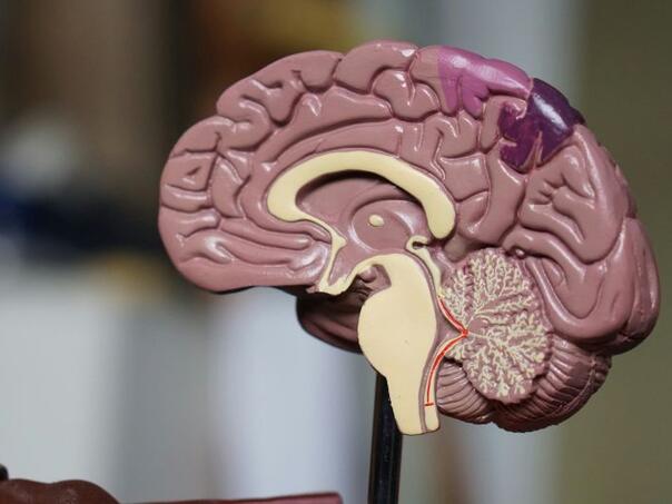 Ovo je ključna razlika između mozgova optimista i pesimista