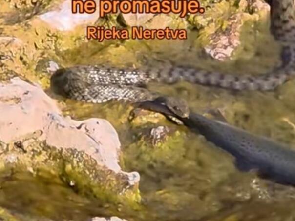 Pogledaje viralni snimak kako zmija lovi ribu u Neretvi