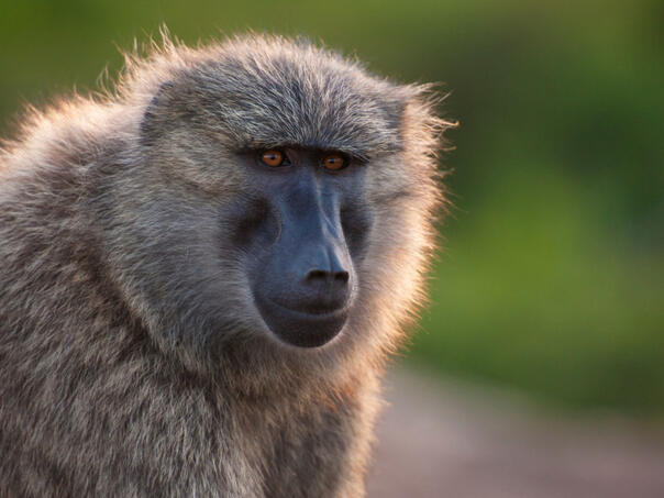 ZOO vrt u Njemačkoj eutanazirao 12 pavijana: Malo prostora za životinje