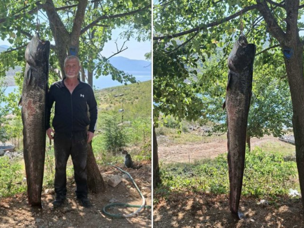 Bilećanin Ranko Ivković ulovio dva soma kapitalca teška ukupno 120 kilograma