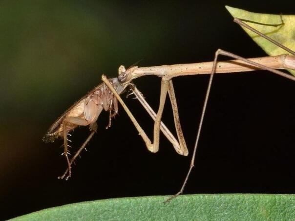 “Insekt-grančica” primijećen u Australiji: Znate li koliko je težak?