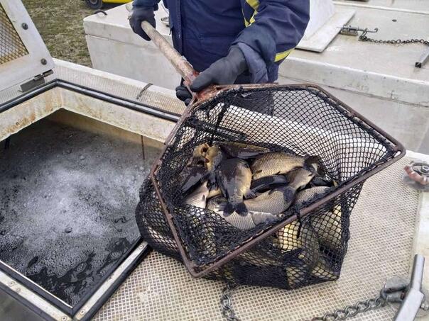 Krivolov ugrožava ribolovni turizam na Buškom jezeru