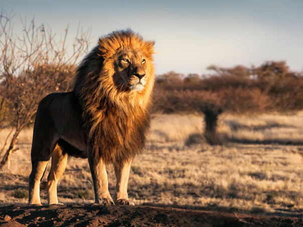 Lovac na trofeje ubio lava koji je bio dio istraživačkog projekta, što je izazvalo bijes
