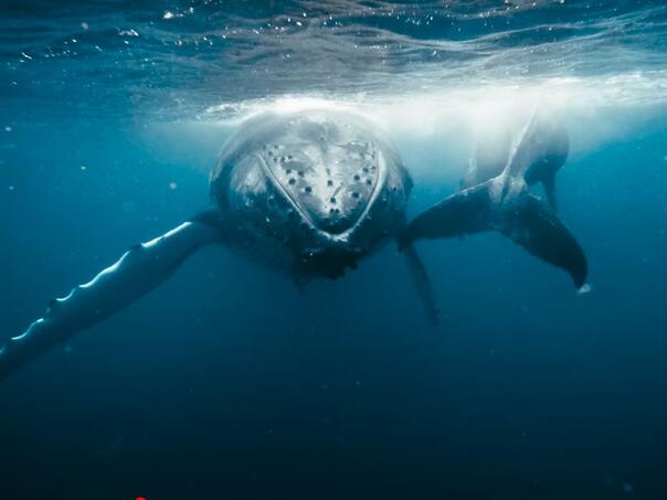 Otkriven prahistorijski kit veličine čovjeka: Imao je ogromne oči i zube poput noževa