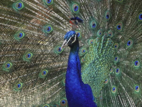 Paunovi imaju “lasere” u svojim repovima