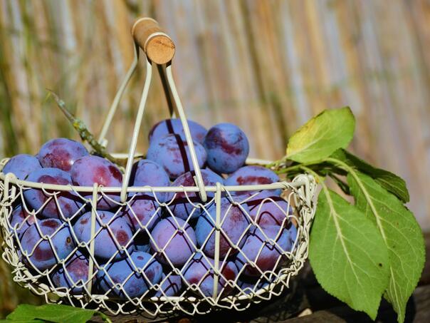 Sve spremno za otvaranje 52. Sajma šljive u Gradačcu, očekuje se 150 izlagača