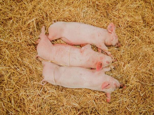 U Hrvatskoj za šest dana eutanazirano 1919 svinja