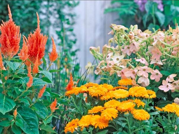 Vrijeme za to: Ovih osam vrsta cvijeća je najbolje saditi u septembru