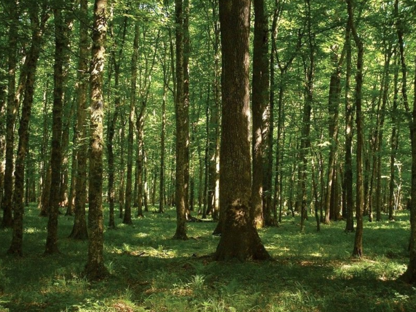 Zakon o šumama FBiH spreman od januara, ali bez pomaka