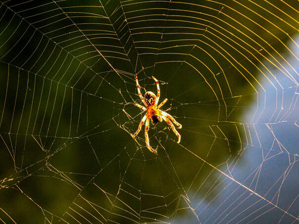 Dosađuju vam pauci? Evo kako ih otjerati iz doma bez ubijanja