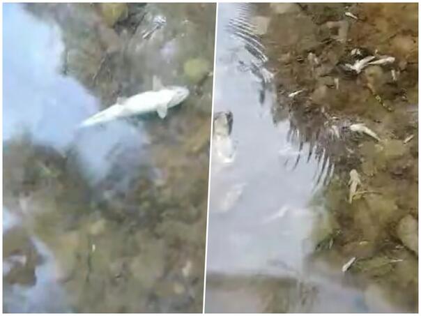 Stotine hiljada mrtvih riba u okolini hidroelektrane Ulog