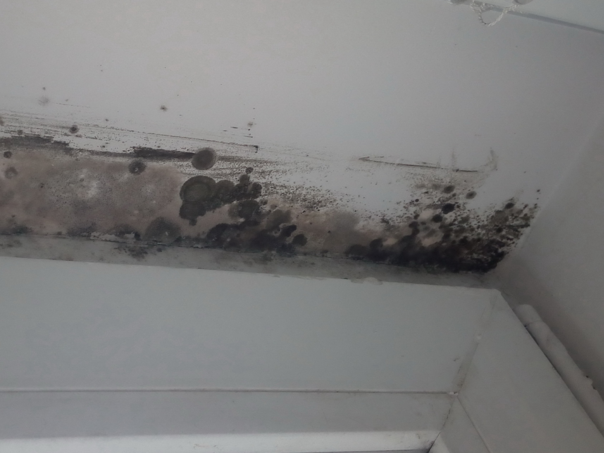 Kako se riješiti plijesni prirodno, bez hemikalija?