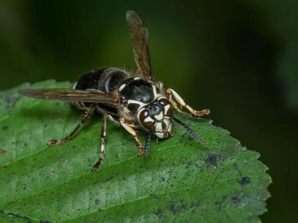 Šta uraditi kada vas ujede stršljen? Obratite pažnju na jednu stvar