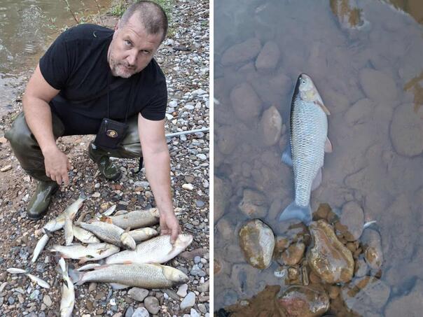 Strahovit pomor ribe u bh. rijeci nakon proljevanja sadržaja iz cisterne