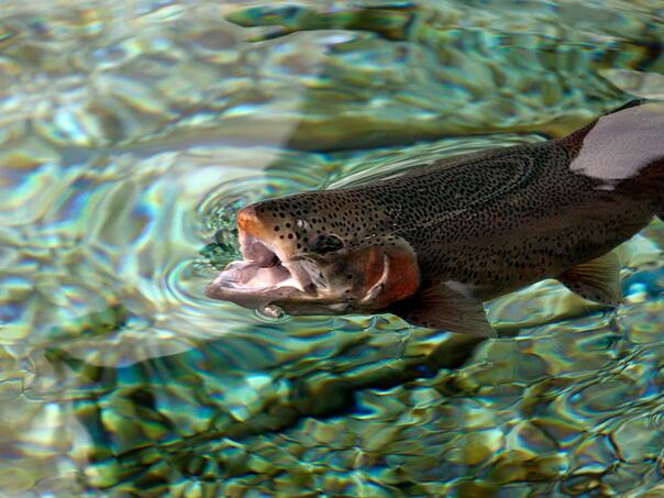 Traže se veće kvote za izvoz pastrmke u EU: Sa 500 na 3.000 tona godišnje