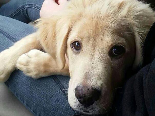 Trovanje pasa: Kako prepoznati opasnost i reagovati na vrijeme