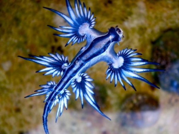 Zbog opasnih “plavih zmajeva” zatvorene mediteranske plaže: Evo o čemu se radi