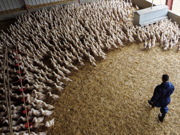 Francuska podiže nivo uzbune zbog ptičje gripe na “visok” nakon novih slučajeva