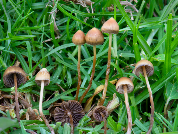 Češka legalizira upotrebu “čarobnih gljiva” u medicinske svrhe