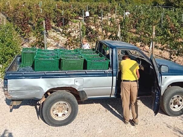 U vinogradu između tradicije i inkluzije: Priča Radoslava Bošnjaka iz Gruda