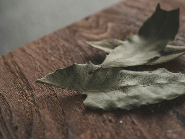 Zašto se list lovora stavljao u suncokretovo ulje?